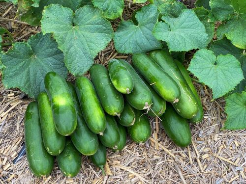 When to Plant Cucumbers in Iowa