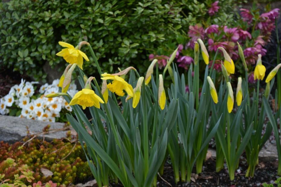 When to Plant Daffodil Bulbs in Oregon