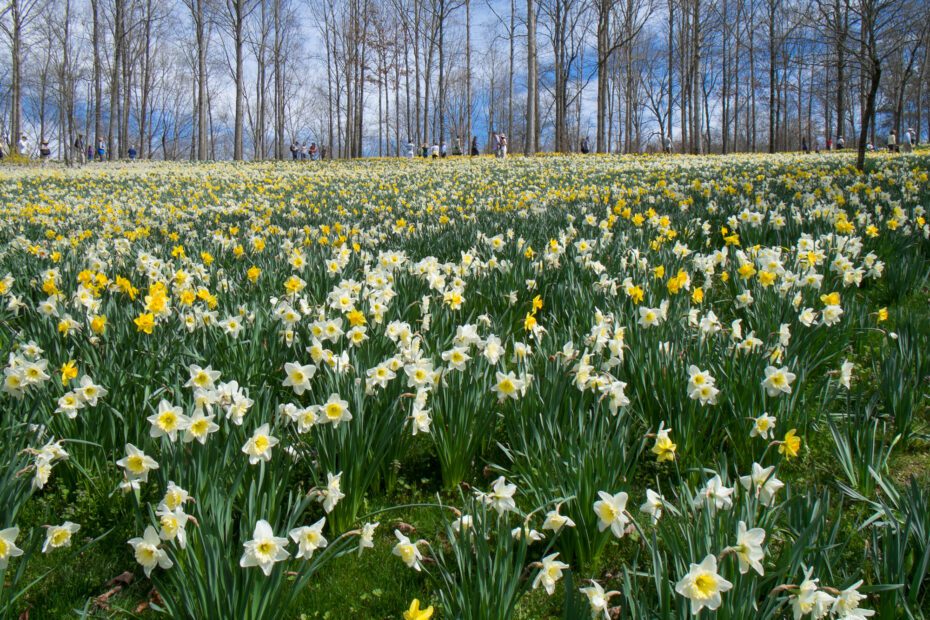 When to Plant Daffodils in Georgia