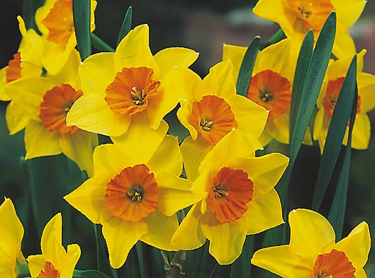 when to plant daffodils in michigan