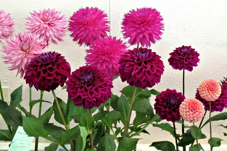 When to Plant Dahlias Maryland