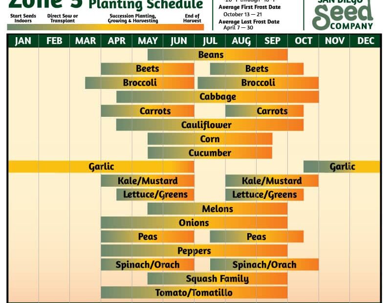 When to Plant Fall Broccoli Zone 5