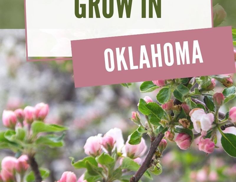 when to plant fruit trees in oklahoma