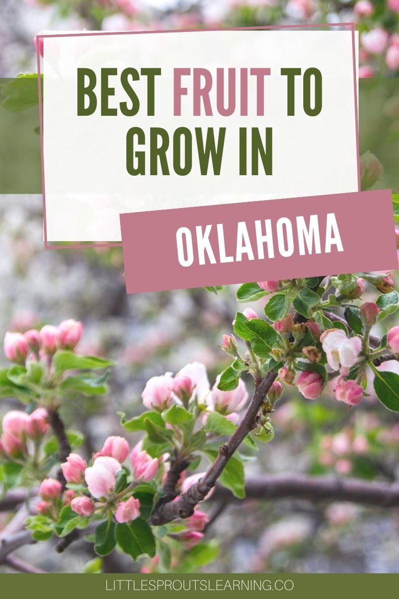 when-to-plant-fruit-trees-in-oklahoma