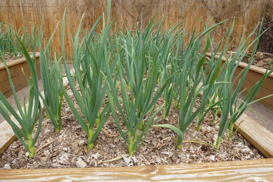 when to plant garlic in colorado scaled