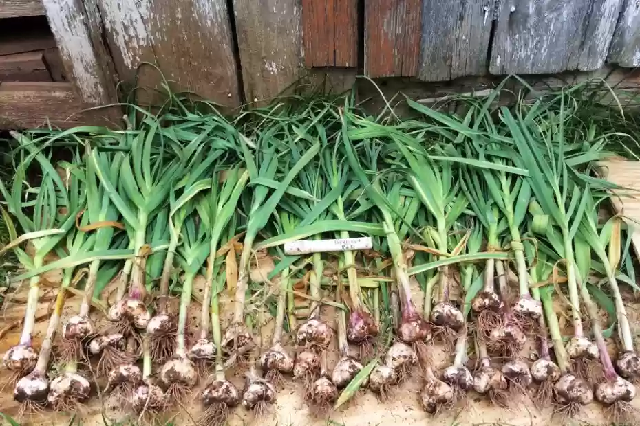When to Plant Garlic in Georgia
