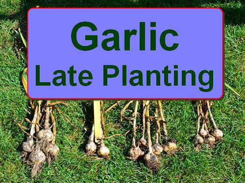 when to plant garlic in massachusetts