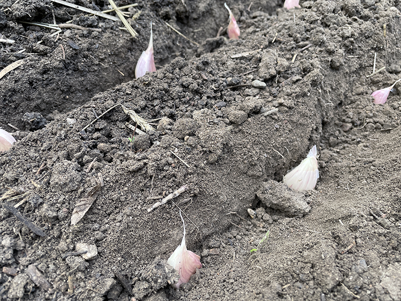 When to Plant Garlic in Mn