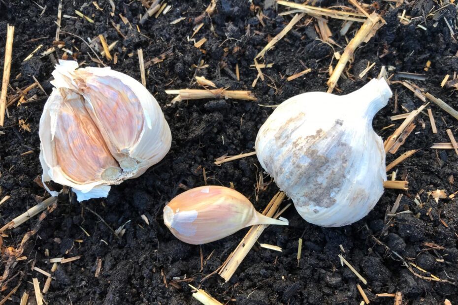 When to Plant Garlic in Nebraska