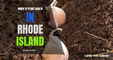 When to Plant Garlic in Rhode Island