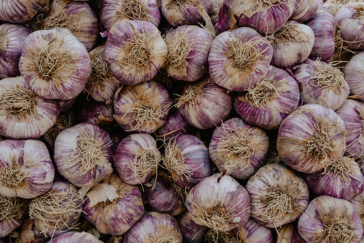 When to Plant Garlic in Tennessee