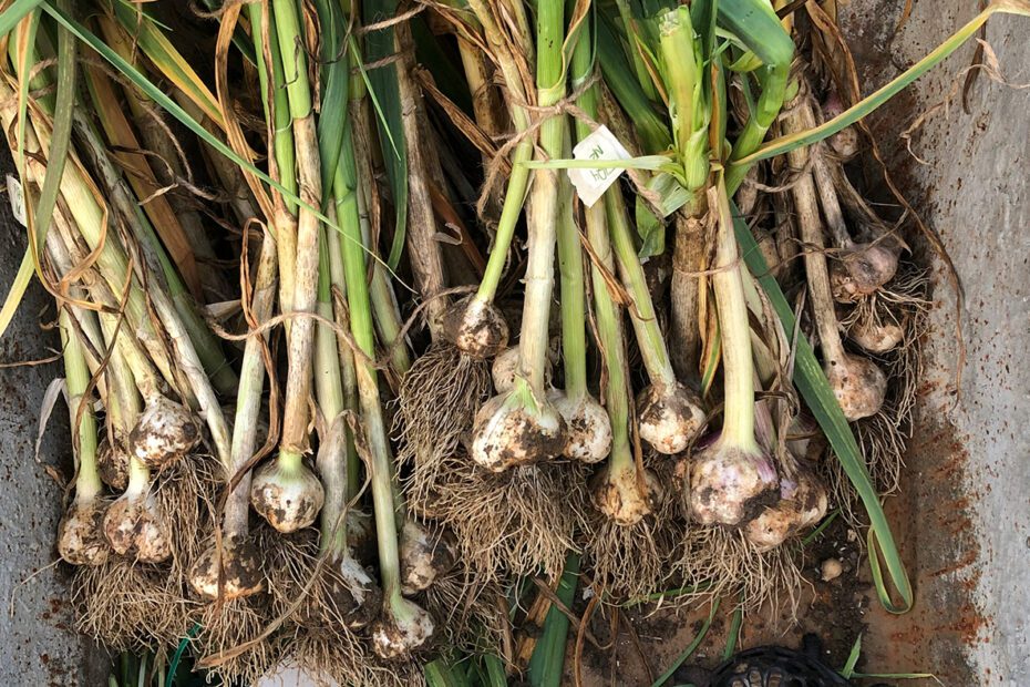 When to Plant Garlic in Vermont