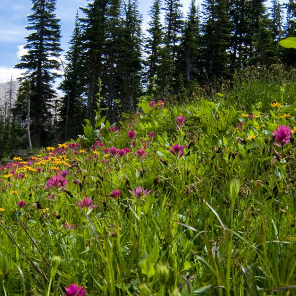 when to plant grass seed in montana