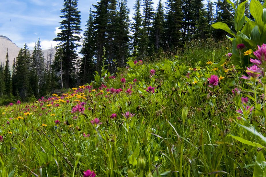 when to plant grass seed in montana