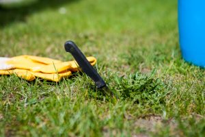 When to Plant Grass Seed in Nebraska