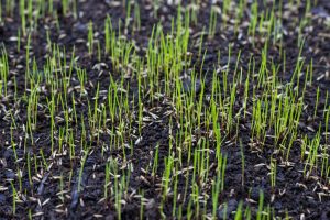 when to plant grass seed wisconsin