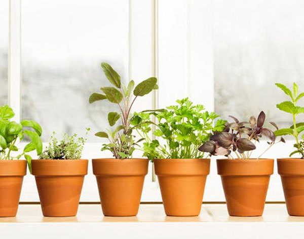 when to plant herbs in north texas