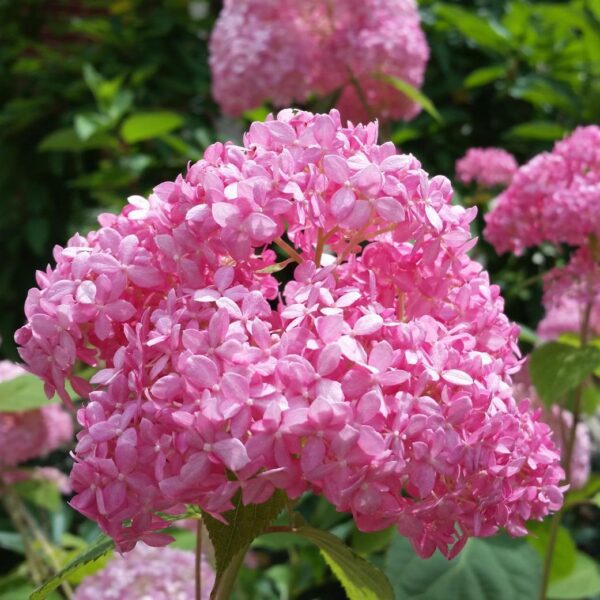 when to plant hydrangeas in ohio