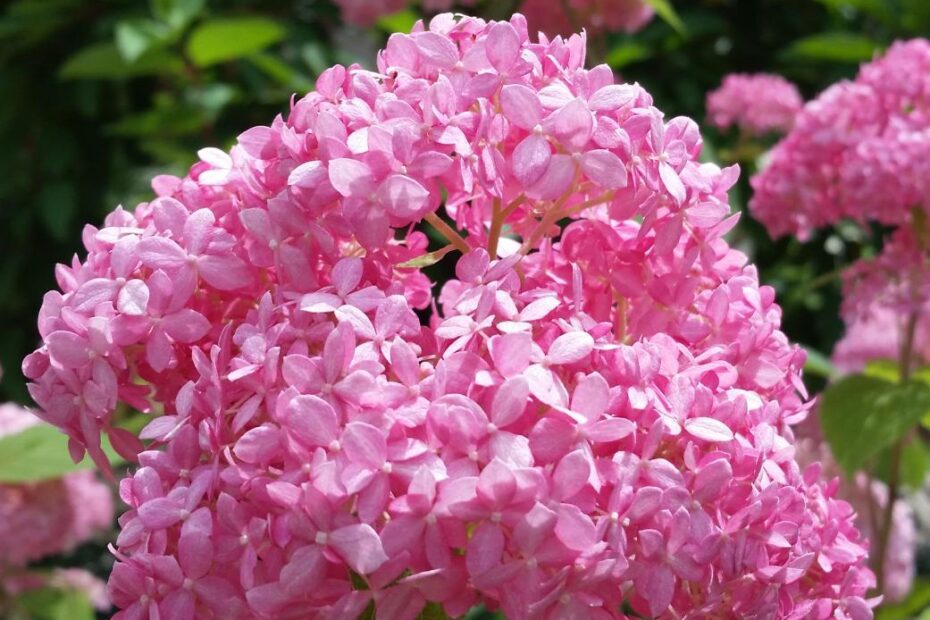 when to plant hydrangeas in ohio