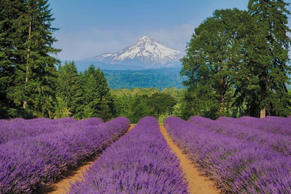 When to Plant Lavender in Oregon