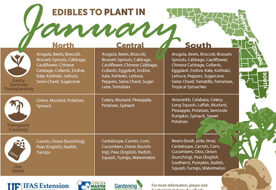 when to plant lettuce in central florida