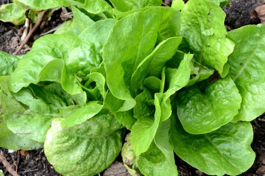 When to Plant Lettuce in Ct