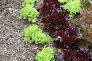 When to Plant Lettuce in Georgia