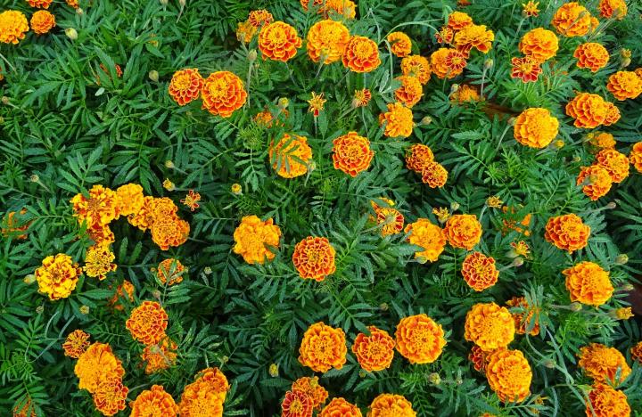 when to plant marigolds in georgia