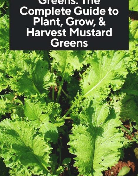 when to plant mustard greens in texas