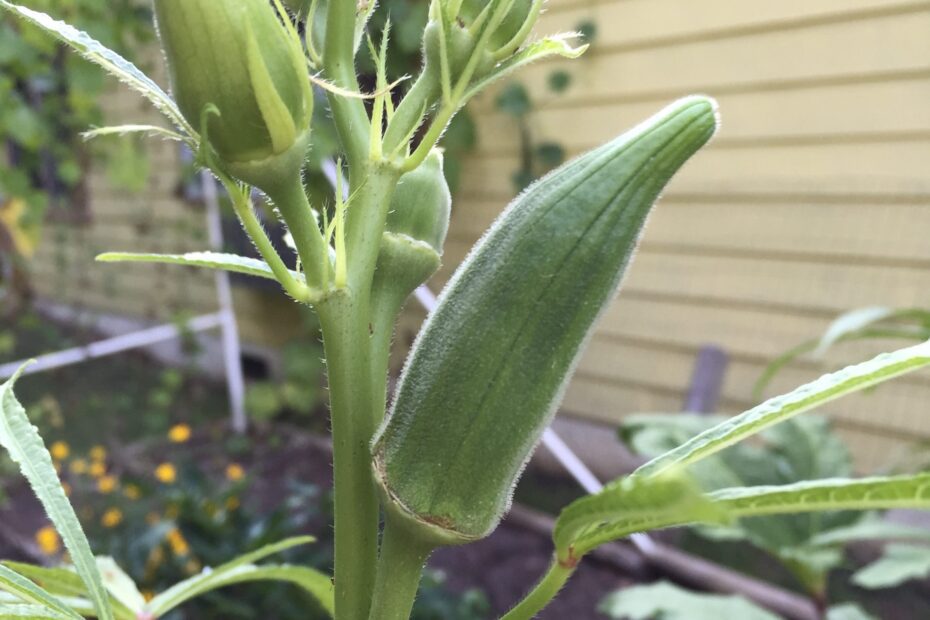 when to plant okra in georgia