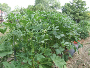 When to Plant Okra in Oklahoma