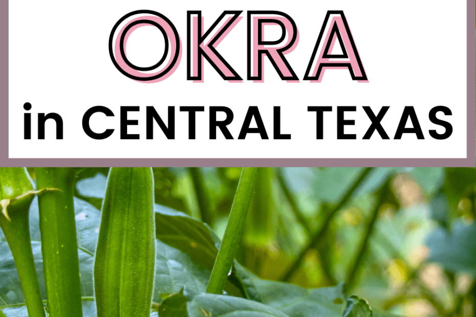 When to Plant Okra in Texas