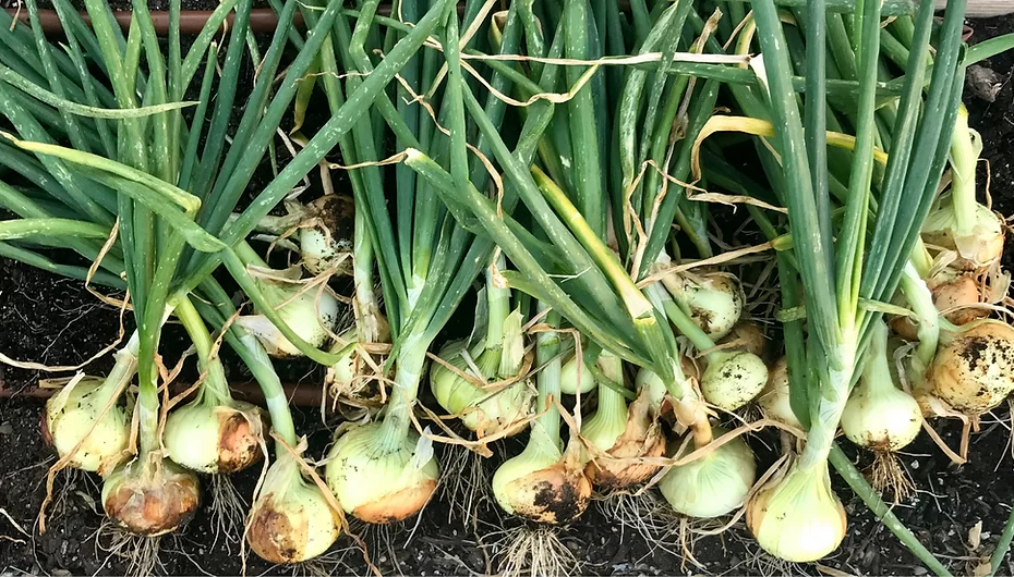 when to plant onion bulbs in texas