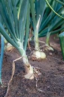 when to plant onions in iowa