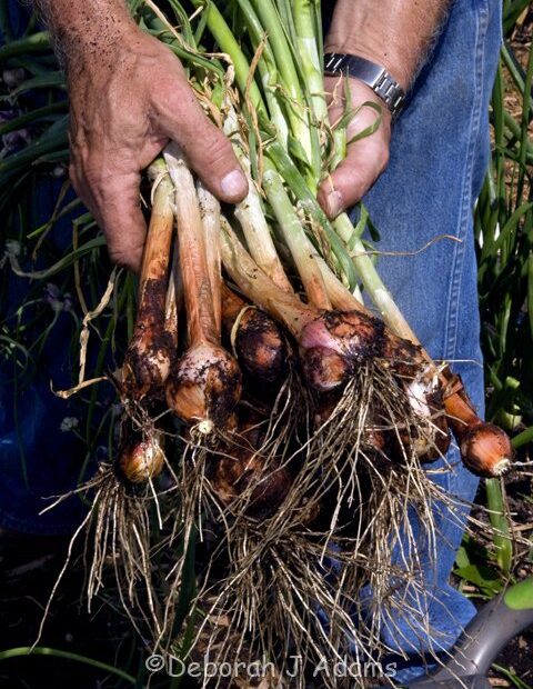 When to Plant Onions in Louisiana