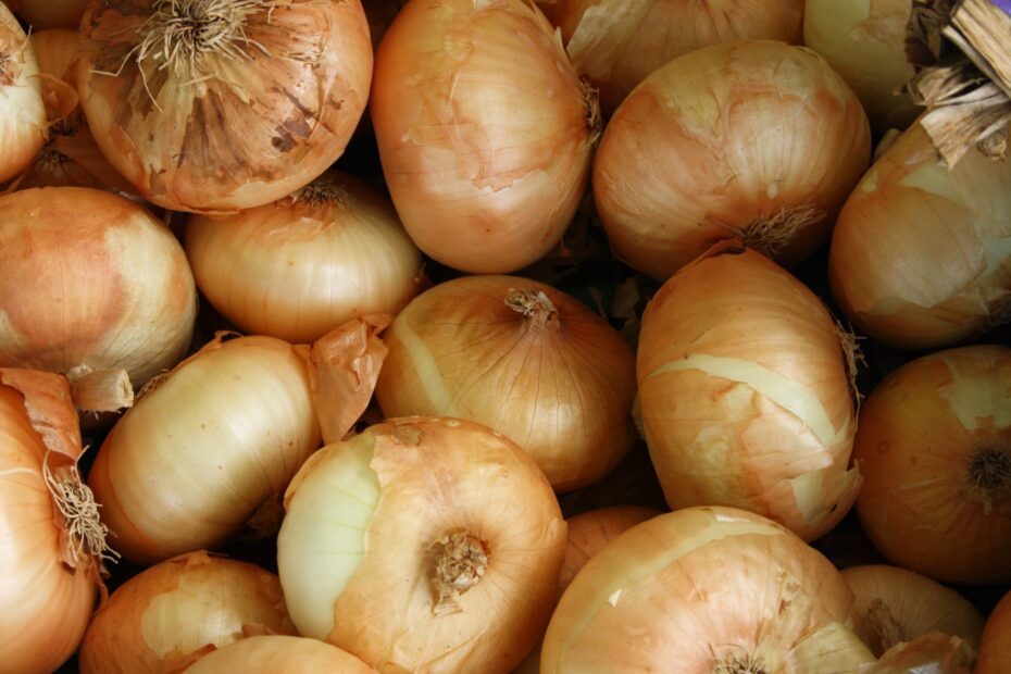 When to Plant Onions in Minnesota