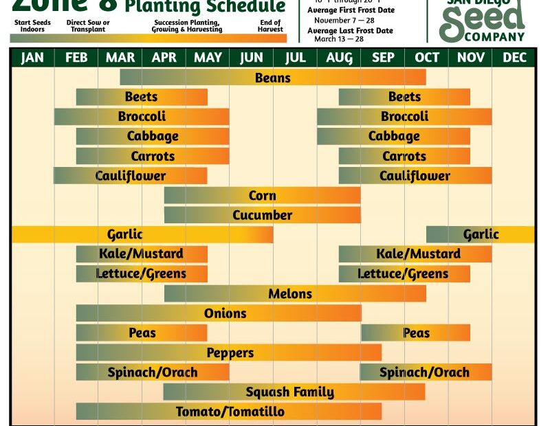 when to plant onions in zone 8