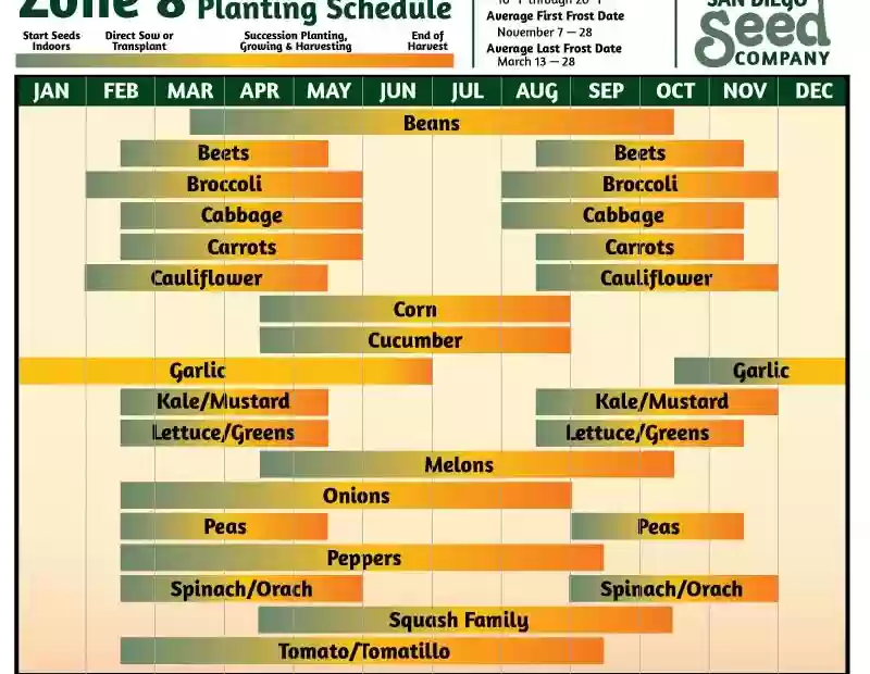 When to Plant Onions in Zone 8b