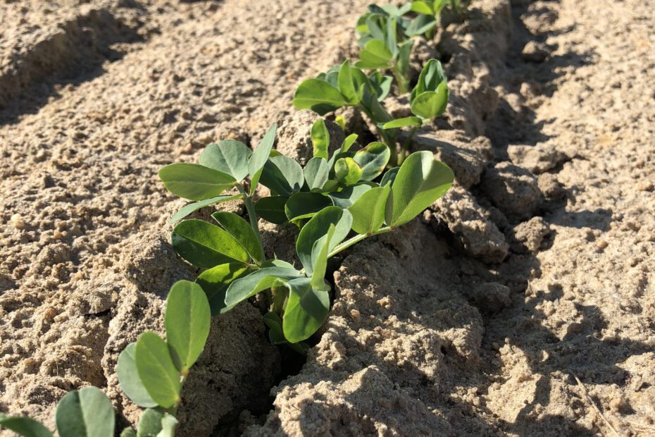 When to Plant Peanuts in Georgia