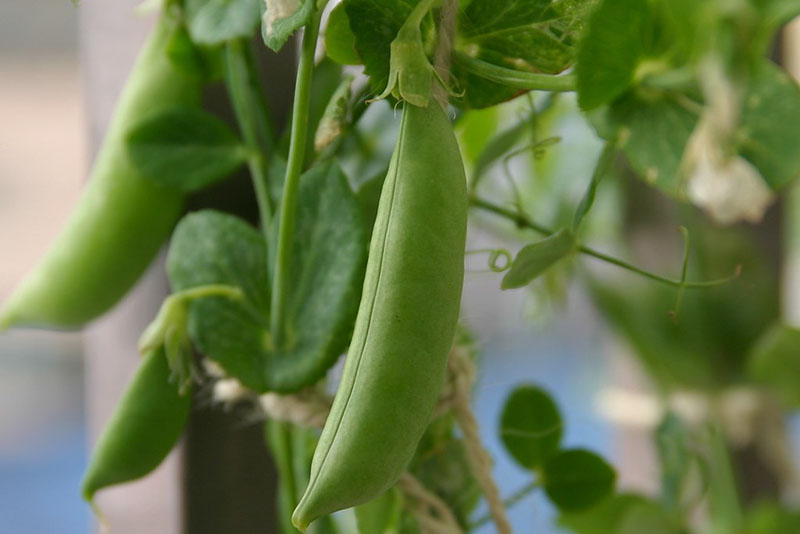 When to Plant Peas in Ct