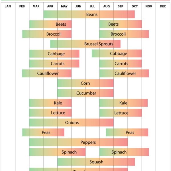 when to plant peas in massachusetts