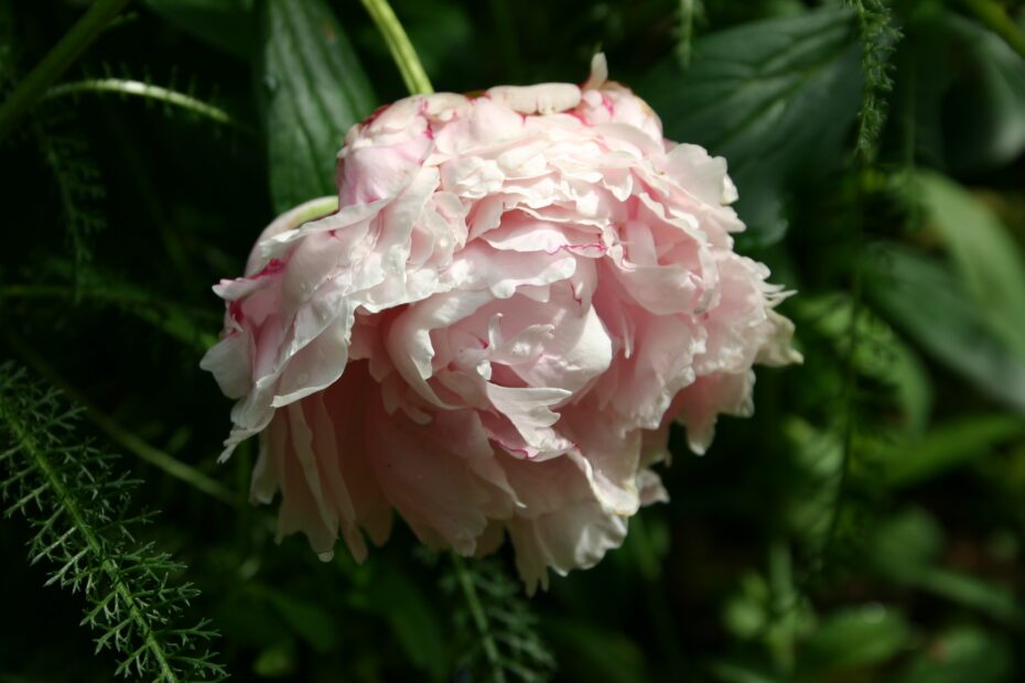 When to Plant Peonies in Georgia