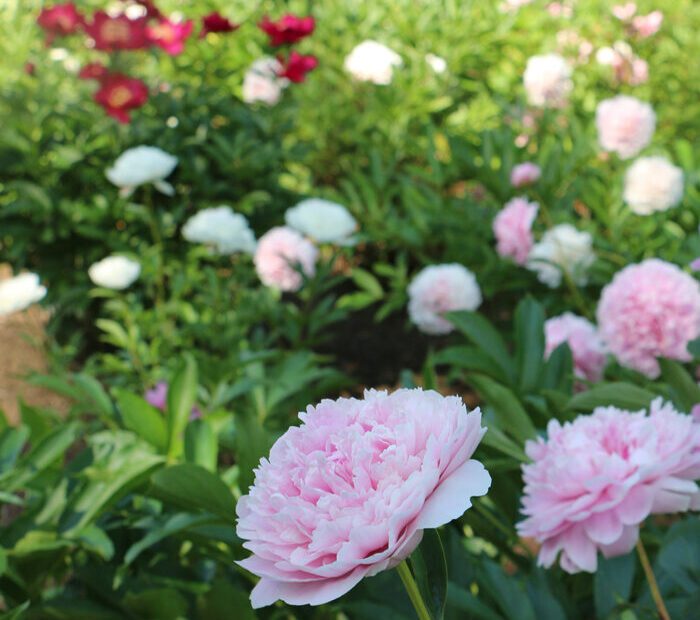 when to plant peonies in massachusetts