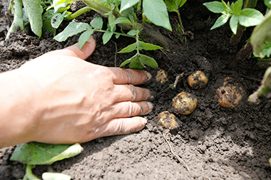 When to Plant Potatoes in Iowa