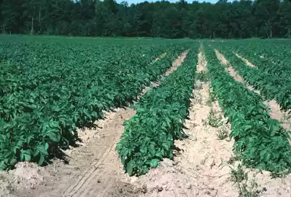 When to Plant Potatoes in Michigan