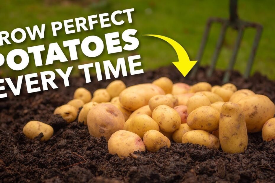 when to plant potatoes in nh