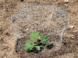 when to plant pumpkin seeds in michigan