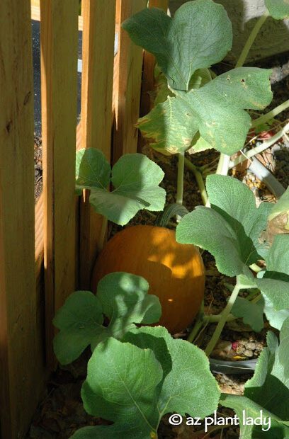 When to Plant Pumpkins in Arizona