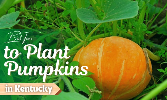 When to Plant Pumpkins in Ky