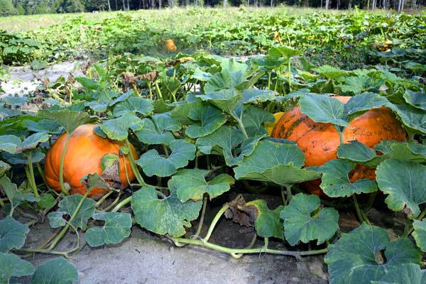 when to plant pumpkins in mississippi